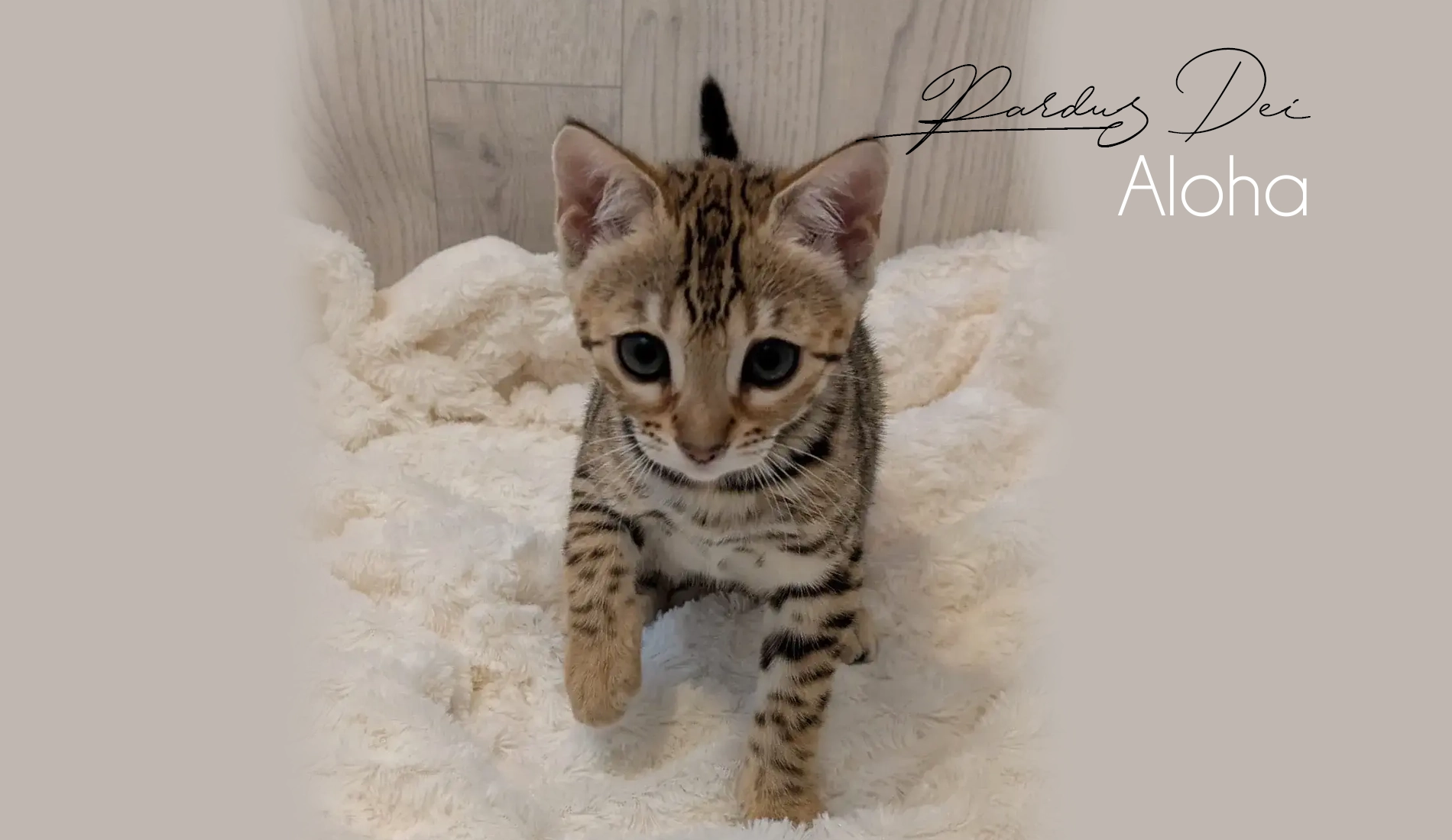 Chat Bengal